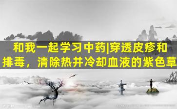 和我一起学习中药|穿透皮疹和排毒，清除热并冷却血液的紫色草